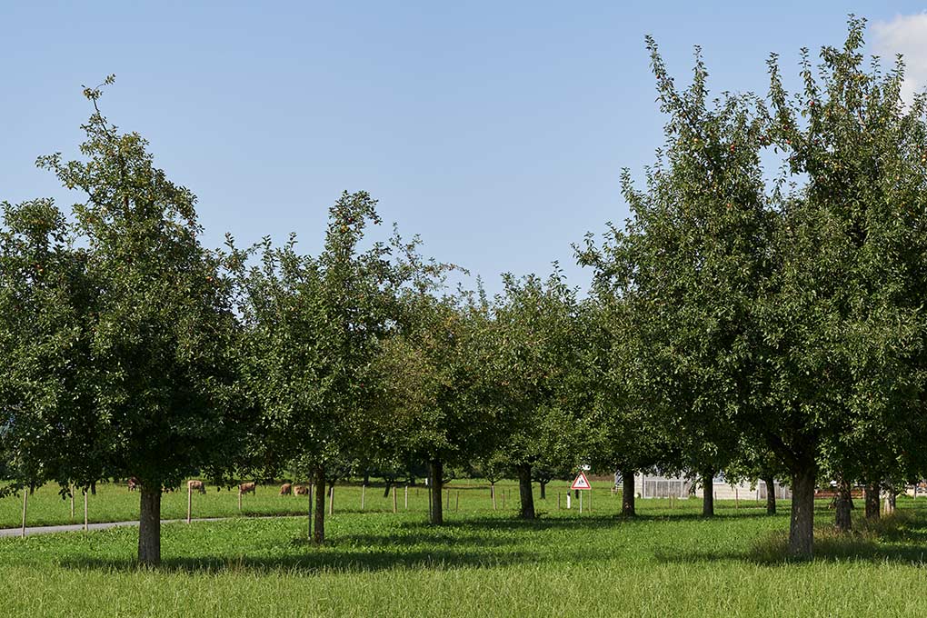 Apfelbäume im Sommer, Ausschnitt aus Panorama 2