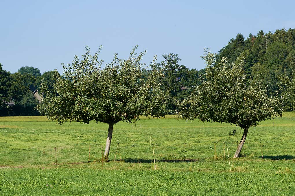 Apfelbäume im Sommer, Ausschnitt aus Panorama 3